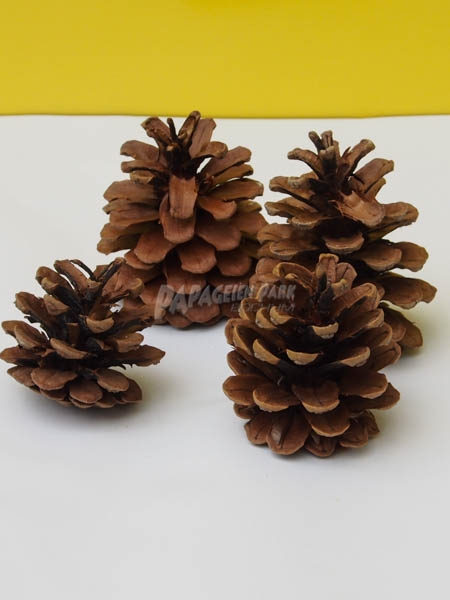 Schwarzkiefer Zapfen natur 5 6 cm 4 St&uuml;ck