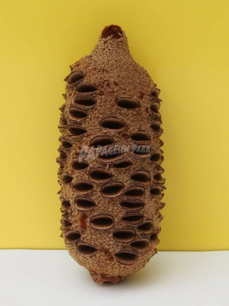 Banksia Grandis Zapfen natur 14 18 cm