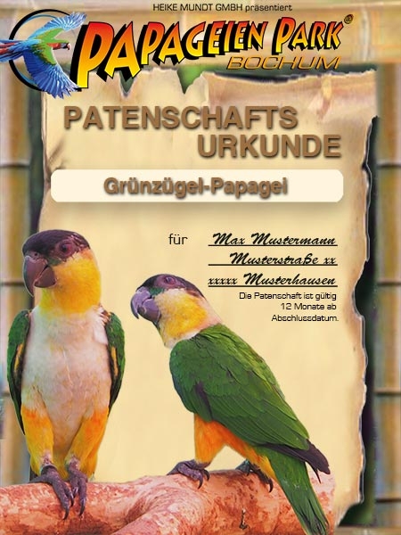 Donation Sponsorship Black headed parrot POPEYE 12 months