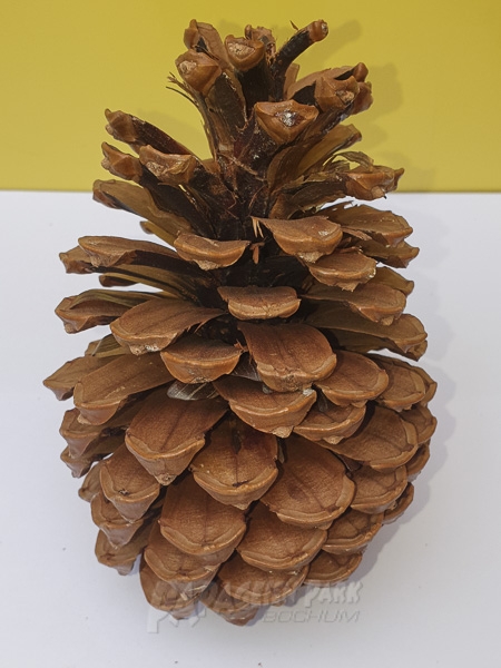 Gro&szlig;er Pinienzapfen 15 cm