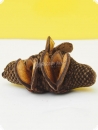 Banksia Menziesii gudgeon nature - 10 cm